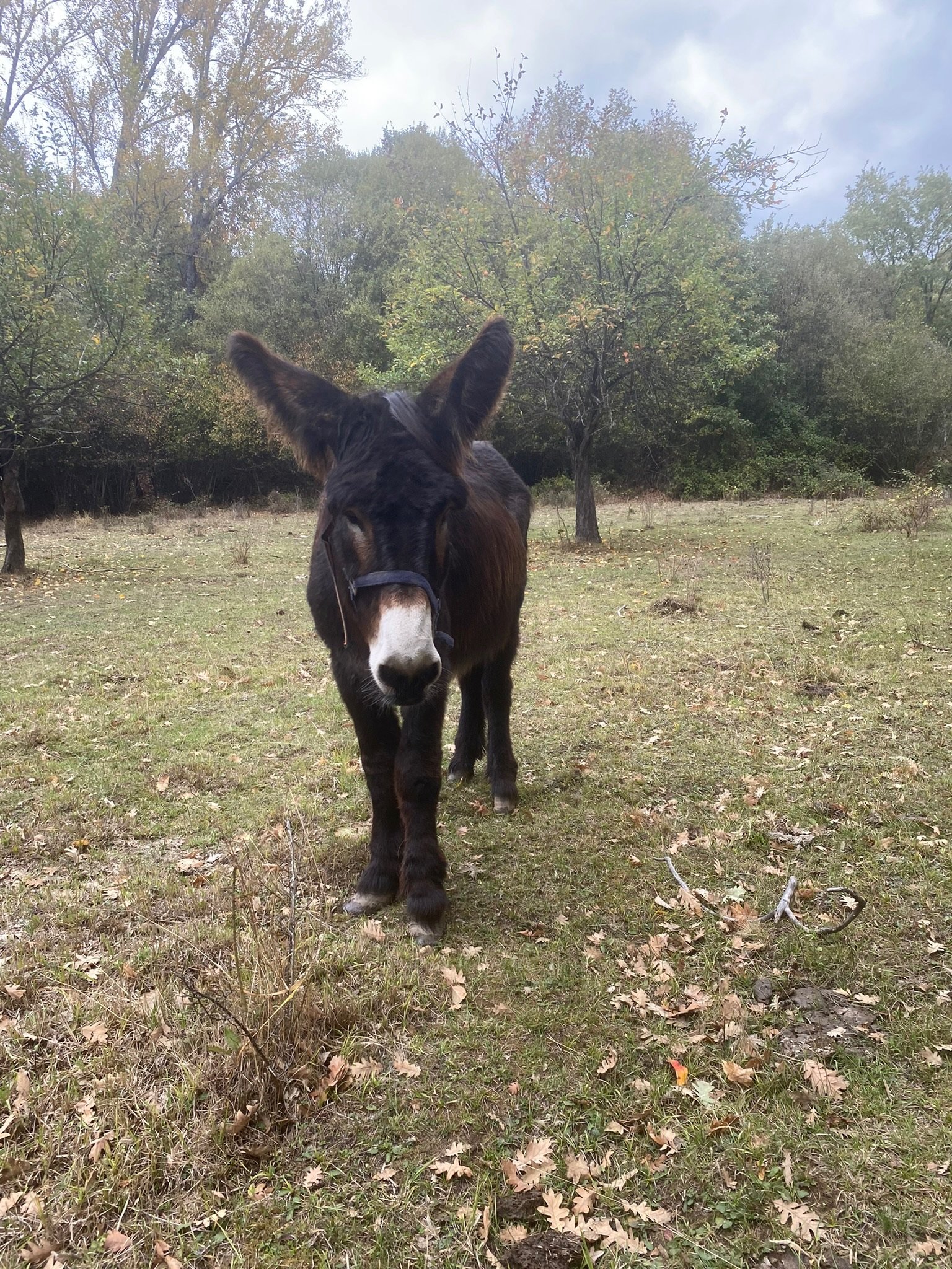 Fauna local en Sanabria, cerca de la casa rural El Horno